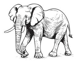 Elephant walking hand drawn sketch Vector illustration African animals