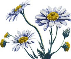 Daisy little flower AI generative png