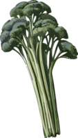 culinária arte explorando a beleza do saudável vegetal imagens ai generativo png