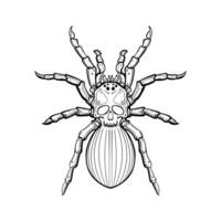 hand drawn line art spider and skull vector