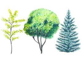 Illustration of a trees hand painted in watercolor vector