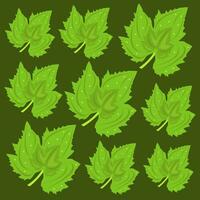 Grape leaf plant vector illustration for graphic design and decorative element