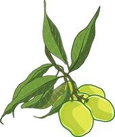 A bouquet of dark green mango fruits attached to the branches of the mango tree. vector