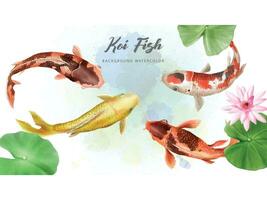 beautiful koi fish watercolor background vector