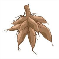 Vector illustration of cassava tuber. Cartoon design of cassava, or manioc, with the name latin name Manihot esculenta. Grown by farmers in the tropics. Available in traditional markets