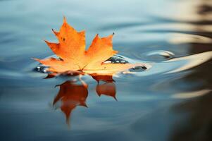 Dry fall maple leaf floating on water photo