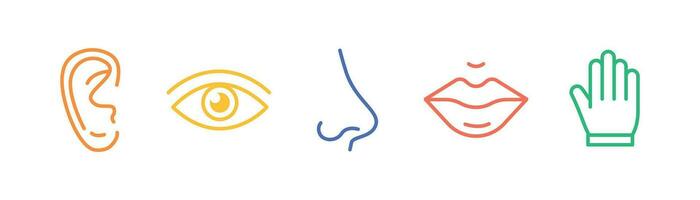 Five senses of human nervous system line icons color set. 5 five types symbols. Eye, nose, ear, hand, mouth. Sight, smell, hearing, touch, taste concept. Vector illustration