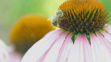 dichtbij omhoog van echinacea bloem en hommel. zomer natuur concept, vegetatie en insecten video
