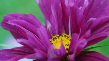 Ameise schließen hoch. Ameise auf ein Rosa Blume Blütenblatt. schließen oben Schuss video