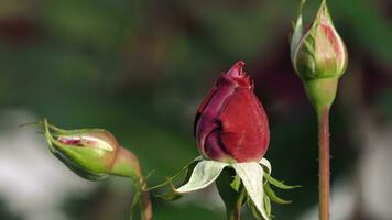 Shrub red rose in the garden, unopened bud video