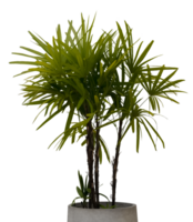 Lady palm tree or Bamboo in pot plant Isolated, Pot Plant Rhapis Excelsa palm is perfect for a flourish of lush interior greenery for decoration png