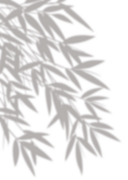 leaves silhouette, Shadows of branches bamboo isolated png