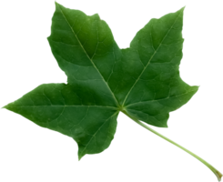 Green Maple Leaf Isolated,Element for Spring and Summer seasonal themed nature concept,Can use for Icon of Autumn or fall Season png