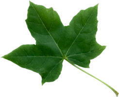 Green Maple Leaf Isolated,Element for Spring and Summer seasonal themed nature concept,Can use for Icon of Autumn or fall Season png