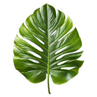 tropical green leaf cut out isolated on transparent background ,generative ai png