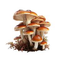 Mushroom PNG, Transparent Background AI Generative png