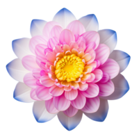 ai generado loto flores, rosa, amarillo, blanco flores macro Disparo con transparente antecedentes para decoración. png