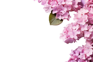 AI Generated  banner background blue and pink hydrangea flowers transparent background copy space suitable for greeting card invitation decoration png