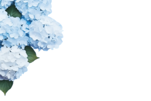 ai généré bannière Contexte bleu et rose hortensia fleurs transparent Contexte copie espace adapté pour salutation carte invitation décoration png