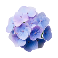 AI Generated bouquet hyena flower blue purple pink white translucent background png