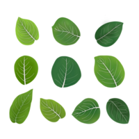 illustration of Biology and plant kingdom, Set of Leaf margins, the structure or appearance of the margins of the leaves, The leaf margin is the boundary area extending along the edge of the leaf png