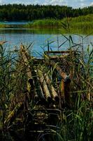 antiguo de madera dañado embarcadero en un azul lago entre verde cañas en un verano día foto