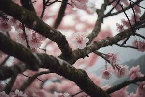 cherry blossom sakura flower on blue sky background, ai generative photo