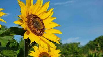 ein Blühen Sonnenblume unter ein klar Blau Himmel schließen hoch. sonnig Wetter. Landwirtschaft und Agronomie. video