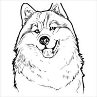 Dog picture, Siberian Husky, It's so beautiful vector