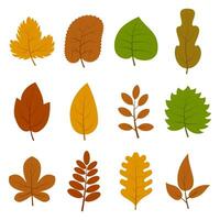 Set of twelve different autumn leaves isolated on white background. Vector illustration.