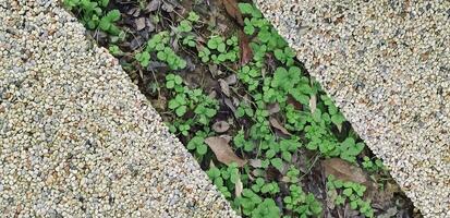 the path is the texture of stone and grass. close-up. background image Straight line of stone pavement and lawn Top view photo