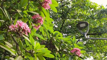 View of frangipani trees and street lights on city street. video