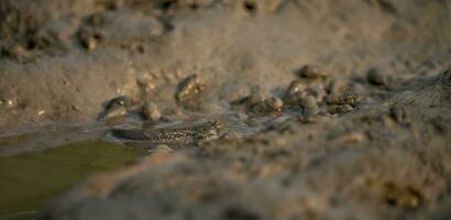 Mudskipper on mud in a serene mangrove swamp. Biodiverse ecosystem. Coastal ecosystem. Biodiverse mangrove habitat. Mudskipper on mud in a coastal wetland. Adaptation in a mangrove ecosystem. photo