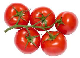 Red ripe tomatoes on a green branch on a white background, healthy vegetable photo