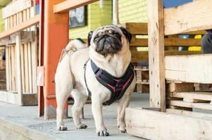 A cute pug stands on the street in a leash harness near the fence photo