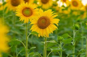 A large blooming yellow sunflower in the field photo