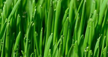 Green wheat sprouts with water drops, macro photo