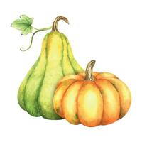 Ripe orange and green pumpkins and leaves. Farm organic autumn vegetables. Autumn decoration. Isolated. Watercolor illustration. It is perfect for thanksgiving and halloween cards or posters vector