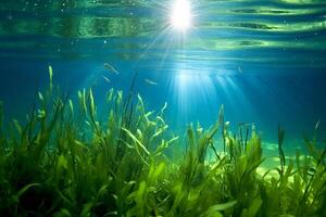 Underwater world with algae and small fish. photo