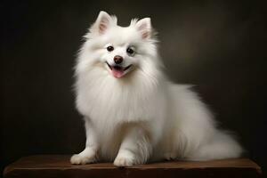 The dog of the Pomeranian breed is white. AI Generative photo