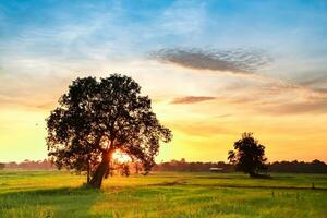 Landscape green field rice in the morning and silhouette big tree, blurred of orange and blue sky background, morning sunrise photo