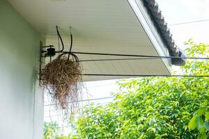 sparrow nesting on electric wire in eaves of house under roof tiles, problems around the house photo