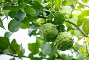 Fresh green bergamot fruit hanging from branch. bergamot tree garden and healthy food concept, group of bergamot,Bergamot medicinal plants with many photo