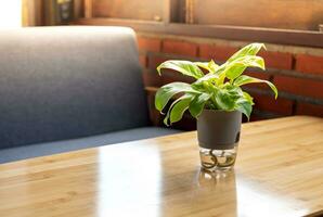 Green plant in a white flowerpot on a modern wooden desk, Potted betel plant in a vase on a wooden table photo