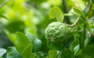 Fresh green bergamot fruit hanging from branch. bergamot tree garden and healthy food concept, group of bergamot,Bergamot medicinal plants with many photo