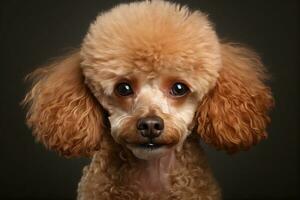 Portrait of a little poodle. AI generated photo