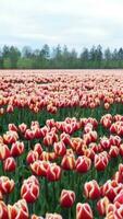 veld- van rood en wit tulpen video
