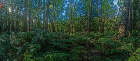 Panoramic picture into a dense deciduous forest with ferns on the ground during the day photo