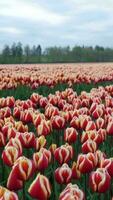 une champ de rouge et Jaune tulipes video