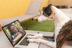 a smart dog looking at the picture of his mistress celebrating him from a computer monitor photo